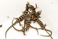 Cyclodomorphus (Tiliqua) gerrardii